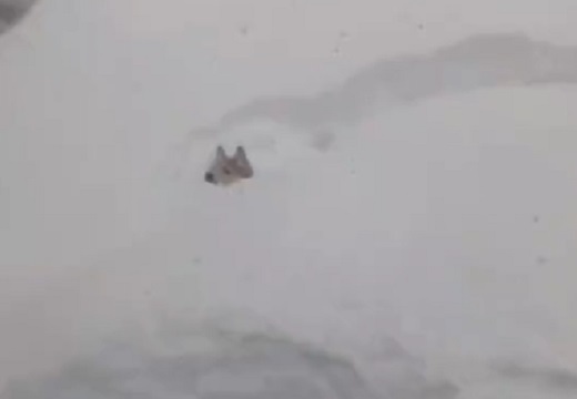 【ぴょこっ】大雪の庭に喜び駆け回る犬、可愛いすぎて再生回数94万超えｗｗｗｗ