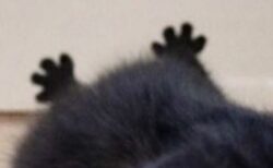【ｗ】全力でパーーーしてる黒猫の後ろ足がアニメみたいに可愛いｗｗｗｗｗｗｗｗｗ