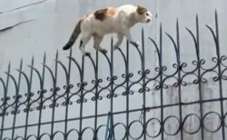 【ｗ】ネコ侵入防止にトギトギフェンスを設置！→ドヤ顔で歩く猫がかっこいいｗｗｗｗ