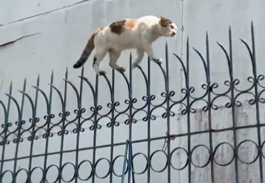 【ｗ】ネコ侵入防止にトギトギフェンスを設置！→ドヤ顔で歩く猫がかっこいいｗｗｗｗ