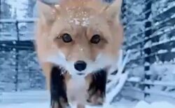 【奇跡動画】カメラに突っ込んできた狐！迫り来る顔が話題に「エンドレスで見てるｗ」