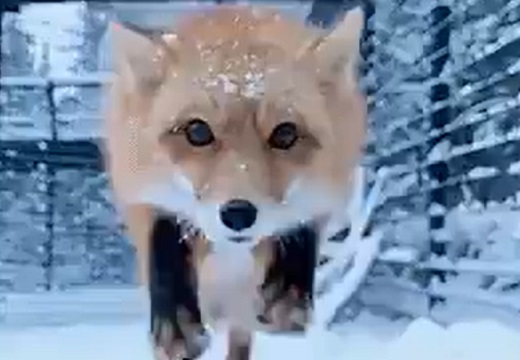【奇跡動画】カメラに突っ込んできた狐！迫り来る顔が話題に「エンドレスで見てるｗ」