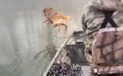 【すごすぎ】おもむろに洪水に飛び込んだ犬、救助したリスを頭に乗せ泳いで戻る