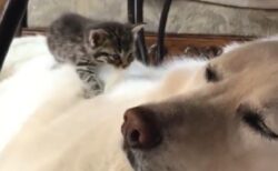 【大型犬と子猫】ふわふわホカホカのベッドを見つけた子猫、幸せそうに眠るｗ