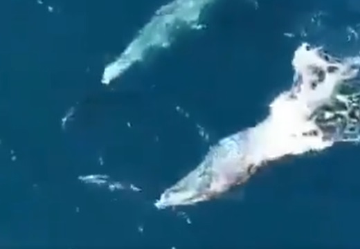 【動画】ドローンで撮影されたクジラとイルカが戯れる様子が話題に「楽しそう！」