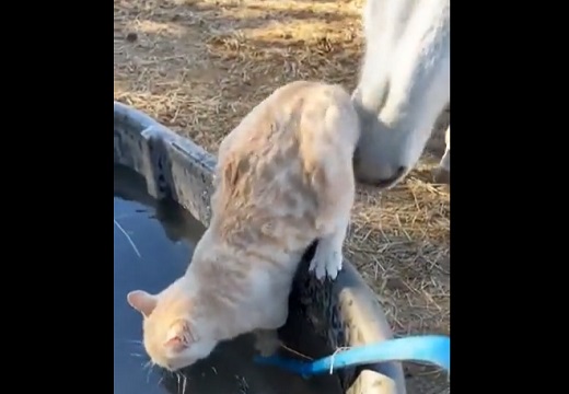 【動画】「ほれ」馬に押されて落ちた猫、怒り顔が可愛いｗｗｗｗｗｗｗｗｗｗ