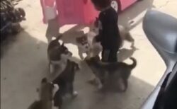 【動画】子犬集団に大人気の子供、転んだ瞬間 犬まみれにｗｗｗｗｗｗｗｗｗ