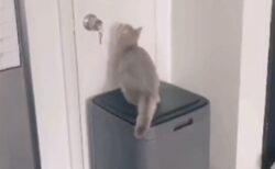 【え】ゴミ箱の蓋からジャンプを試みる猫・・想像通りのオチの後が更にカワイイｗ