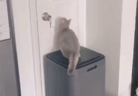 【え】ゴミ箱の蓋からジャンプを試みる猫・・想像通りのオチの後が更にカワイイｗ
