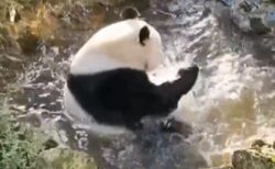【動画】パンダが水遊びする様子が可愛いすぎたｗｗｗｗ