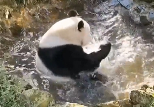 【動画】パンダが水遊びする様子が可愛いすぎたｗｗｗｗ