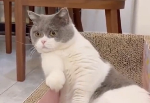 【動画】何かを発見した猫！リアクションが面白すぎるｗｗｗｗｗ