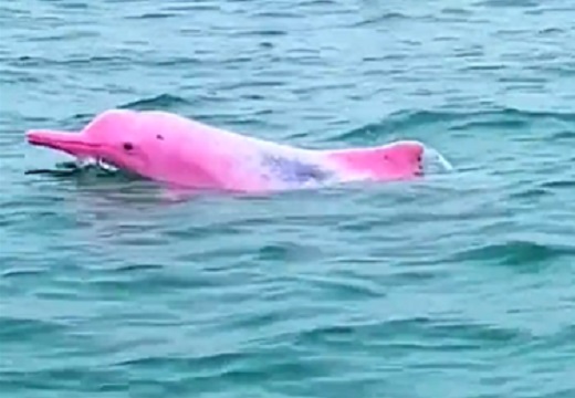 【激レア】ピンクのイルカ！鮮やかすぎる色にネット大反響！！