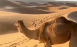 【適応力】サラサラの砂漠の砂丘、ラクダの登り方がすごすぎる！