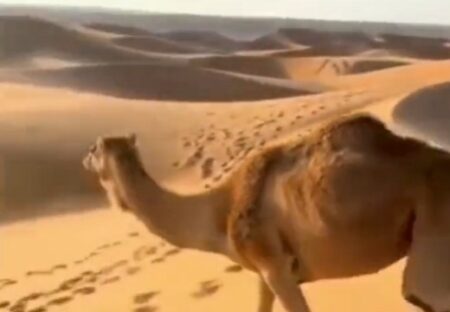 【適応力】サラサラの砂漠の砂丘、ラクダの登り方がすごすぎる！
