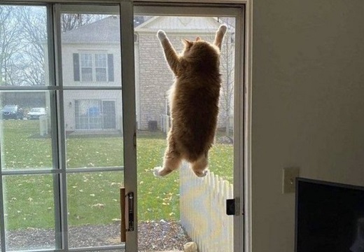 【え!?】網戸に張り付く大きな猫、凄すぎるwwww