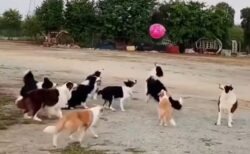 【ひゃー】風船遊びを楽しむ犬の集団！たまらなく可愛いｗｗｗｗ