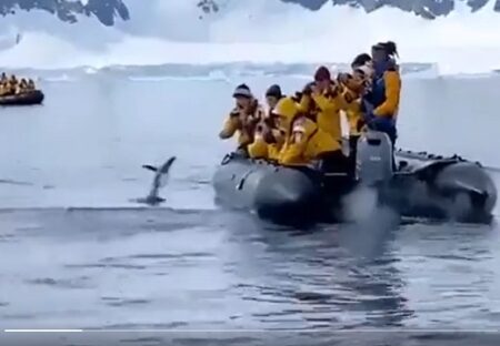 【緊迫】シャチの群れに追われてたペンギン、ボードに飛び込み間一髪で逃れる