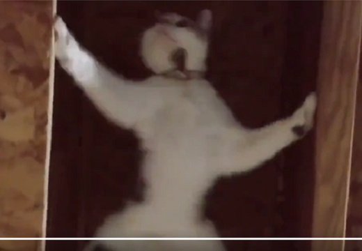 【動画】スパイダーマンみたいな動きの猫が話題に「スパイダーキャット！！」