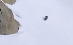 【飛んでる？！】雪山を駆け降りるヤギのスピードが想像以上だったｗｗｗｗｗｗ