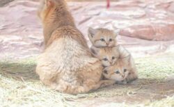 【明日公開！】先月誕生したスナネコ赤ちゃん3兄弟、ママに寄り添ってる姿がたまらん