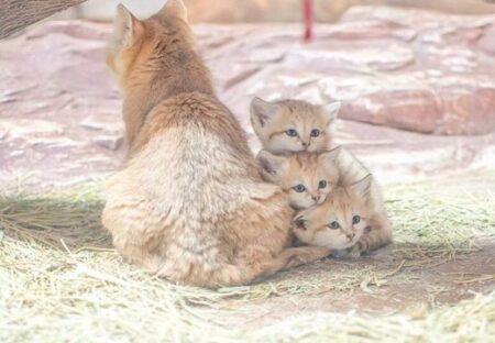 【明日公開！】先月誕生したスナネコ赤ちゃん3兄弟、ママに寄り添ってる姿がたまらん