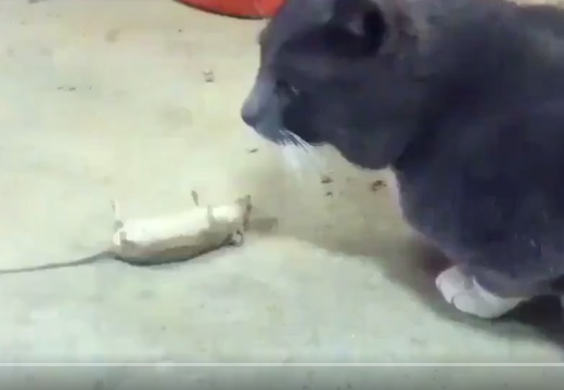 【！】猫をやりすごすために目の前で死んだふりするネズミ、名役者すぎるｗｗｗｗ