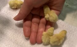 【ひゃー】産まれたばかりのヒメウズラの赤ちゃん！かなり可愛いｗｗｗｗ