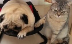 【動画】パグと寝かしつける猫、2人の表情が可愛いすぎるｗｗｗｗ