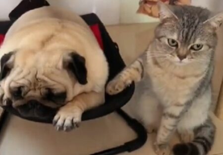 【動画】パグと寝かしつける猫、どちらも表情が可愛いすぎるｗｗｗｗ