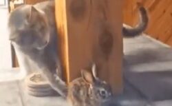 【動画】かわいいウサギに影からこそっと触れる猫と、ガン無視のウサギｗ