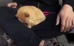 【動画】意地でも脚の間で寝たい猫！羨ましすぎるｗｗｗｗ