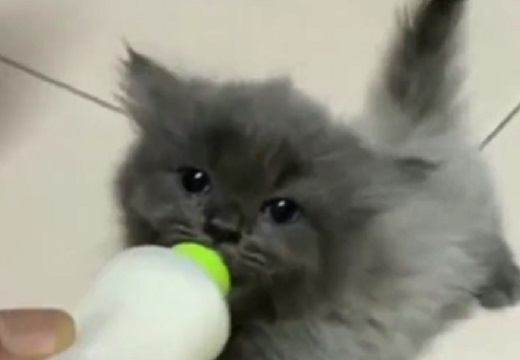 【ぴょこぴょこ】ミルクを飲む口と耳が連動しちゃう子猫、動きが可愛いｗ