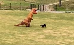 【273万再生】ティラノサウルスと全力で駆け回る犬！見てる方も爆笑ｗ