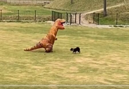 【273万再生】ティラノサウルスと全力で駆け回る犬！見てる方も爆笑ｗ