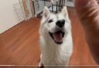 【動画】キッチンで声をかけられた犬、挙動不審ぶりが可愛いｗｗｗｗ