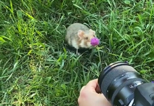 【レア】花に釣られてカメラの前に出てきた野生のハムスター、撮影風景が可愛いｗ
