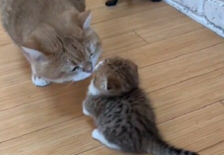 【最後ｗ】子猫、大きな猫に鼻ﾂﾝﾂﾝされ困惑する様子が可愛いｗｗｗ