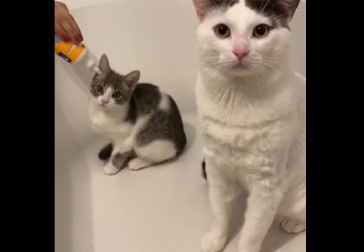 【きょとん】水に全く抵抗ない猫達のお風呂タイム！可愛いすぎるｗｗｗｗ