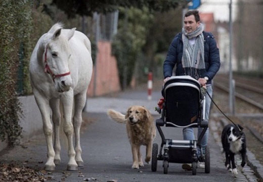 【ドイツ】14年間ひとりで街中を散歩する白馬が素敵すぎる