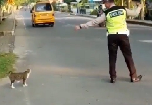 【愛】横断したい猫と誘導する警察官。猫の鳴き声が可愛いすぎる