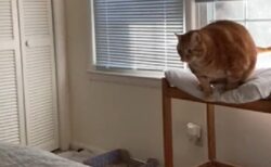 【あっ】まるい猫さん、想像通りのジャンプ失敗が可愛いすぎるｗｗｗｗ