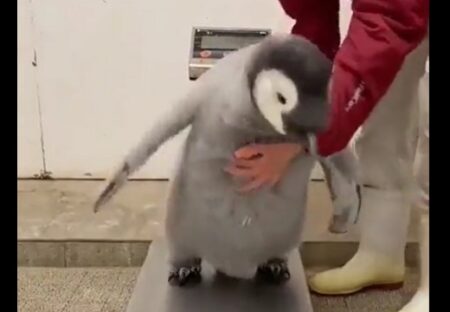【じたばた】赤ちゃんペンギンの体重測定！可愛いすぎるｗｗｗｗ