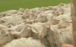 【えｗ】羊の群れに完璧に紛れてる犬！見つかるかな？！