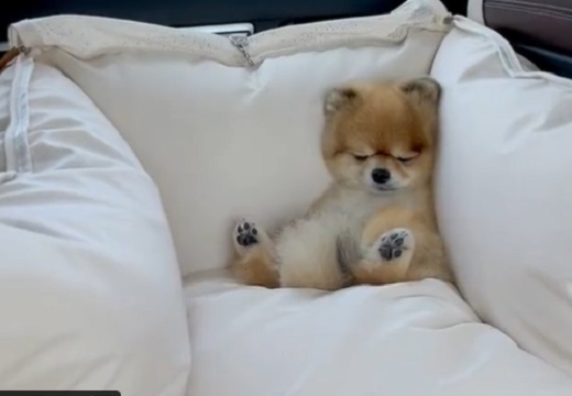 【動画】車内で眠ってしまった犬・・可愛いすぎるｗ