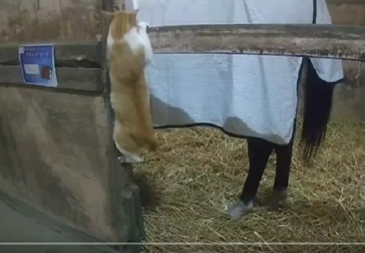 【よいしょー！】馬の背に乗りたい猫、すごい技を使うｗｗｗｗ