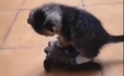 【動画】亀に乗ってみた子猫と、力持ちの亀が可愛いｗｗｗｗ