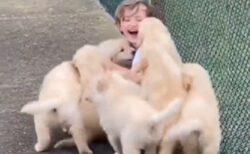 【動画】子犬の群れに襲われる少年！羨ましいｗｗｗｗ