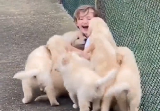 【動画】子犬の群れに襲われる少年!羨ましいwwww