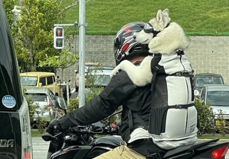 【ぴとっ】主さんの背中にくっついてバイクを楽しむ犬、カッコイイｗｗｗｗ